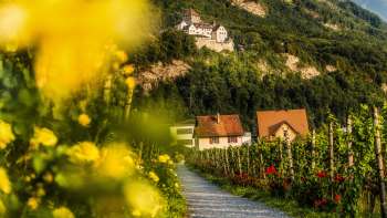 Romantischer Wanderweg durch Weinreben mit Blick auf Schloss Vaduz, umgeben von herbstlichen Farben und Landhäusern.