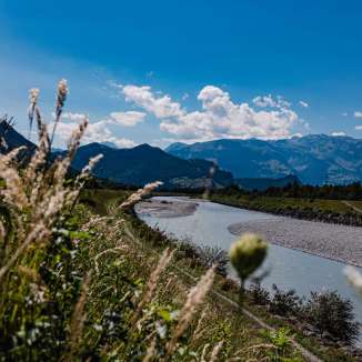 Blick auf den Rhein mit Kiesufer und Alpenpanorama an einem sonnigen Tag in Liechtenstein, im Vordergrund Gräser und Wildblumen