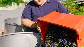 Weinbauer vom Weingut Hoop leert frisch geerntete, dunkle Trauben in ein Fass – Beginn der Weinproduktion in Liechtenstein.