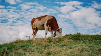 Braun-weiße Kuh steht auf einer grünen Weide unter blauem Himmel in Liechtenstein – Symbol für artgerechte Tierhaltung und Naturverbundenheit.