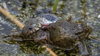 K7 220413 Ringelnatter Erdkroete 05 RGB Foto Georg Jäger