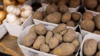 Frisch geerntete Kartoffeln und Knoblauch aus regionalem Anbau im Weltacker Gamprin-Bendern, präsentiert in weißen Schalen – Fokus auf nachhaltige Landwirtschaft.