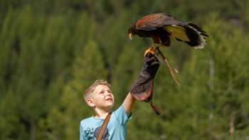 Harris-Hawk sitzt auf der Hand eines Jungen