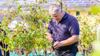 Sorgfältige Handlese von Weintrauben im Rebberg des Weinguts Hoop in Liechtenstein – Qualität beginnt im Weinberg.