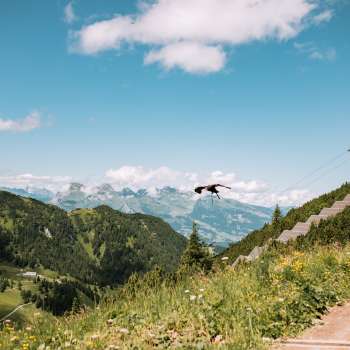 Adler fliegt in der liechtensteinischen Bergwelt