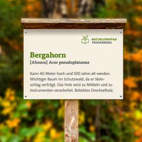 Lehrtafel mit Informationen zum Bergahorn (Acer pseudoplatanus) am Naturlernpfad in Triesenberg, Liechtenstein, vor herbstlich gefärbtem Waldhintergrund.