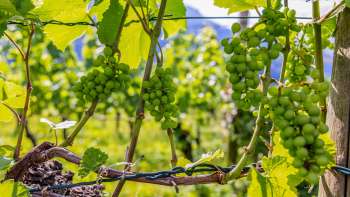 Weinreben mit reifenden Trauben, die in der Sonne glänzen, vor blauem Himmel.