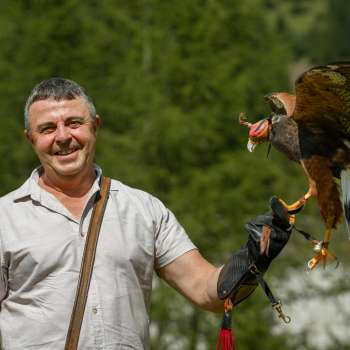 Falkner mit Harris-Hawk auf der Hand