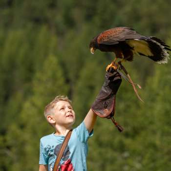 Adler sitzt bei einem Jungen auf der Hand