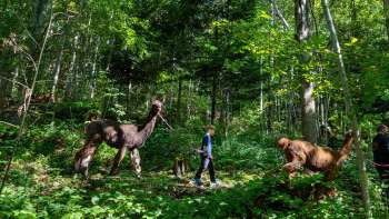 Lama- und Alpakatrekking durch den schattigen Wald