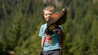 Adler sitzt auf der Hand eines Jungen