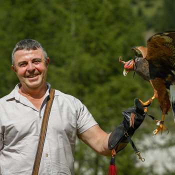 Falkner mit Harris-Hawk auf der Hand