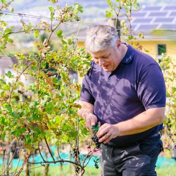 Sorgfältige Handlese von Weintrauben im Rebberg des Weinguts Hoop in Liechtenstein – Qualität beginnt im Weinberg.