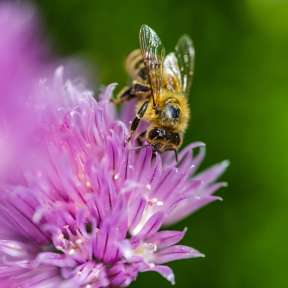 Nahaufnahme einer Biene auf violetter Blüte vor grünem Hintergrund – Symbol für Artenvielfalt und Naturschutz in Liechtenstein