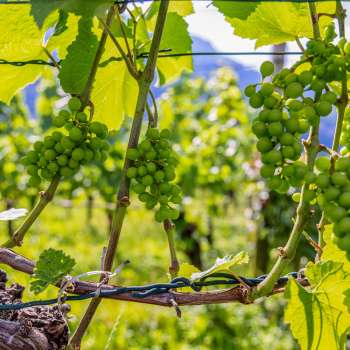 Weinreben mit reifenden Trauben, die in der Sonne glänzen, vor blauem Himmel.