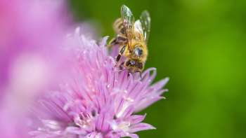 Bienenlehrpfad Vaduz 
