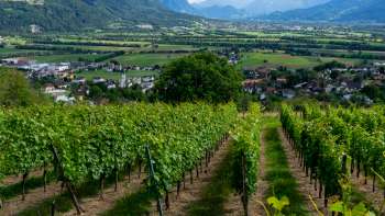 Weingut Castellum
