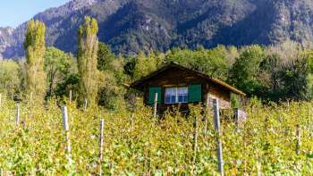 Kleine Hütte mit grünen Fensterläden inmitten eines herbstlichen Weinbergs vor Alpenkulisse