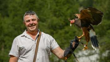Falkner mit Harris-Hawk auf der Hand
