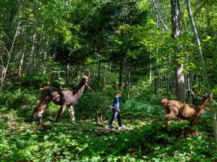 Ein Kind führt ein Lama auf einem Waldweg beim Lama- und Alpakatrekking durch das grüne Dickicht