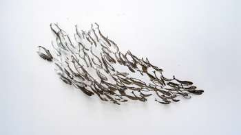 Flimmert II