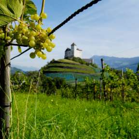 Reife Weintrauben im Vordergrund, dahinter Burg Gutenberg in Balzers – Weinlandschaft in Liechtenstein