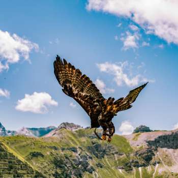 Adler fliegt in der liechtensteinischen Bergwelt