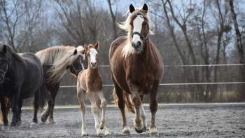 Stute mit Fohlen auf grüner Wiese