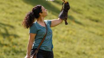 Harris-Hawk sitzt auf der Hand einer Frau