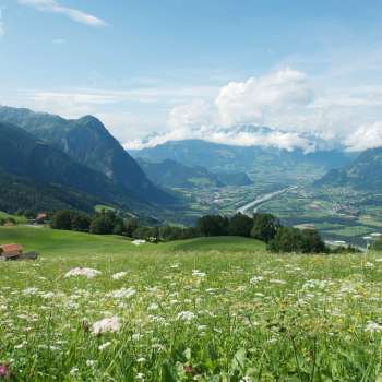 Blick über eine blühende Wiese ins Rheintal mit umliegenden Bergen.