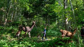 Lama- und Alpakatrekking durch den schattigen Wald