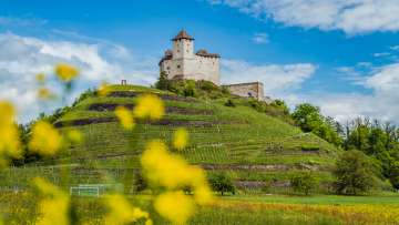 Frühlingshafte Wiesen mit gelben Blumen vor der Burg Gutenberg in Balzers – beliebte Etappe am Liechtenstein-Weg mit historischem Panorama
