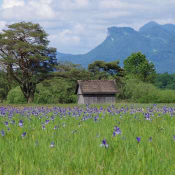 Weitläufiger Naturweg durch das Ruggeller Riet mit eindrucksvollem Bergpanorama an einem sonnigen Tag