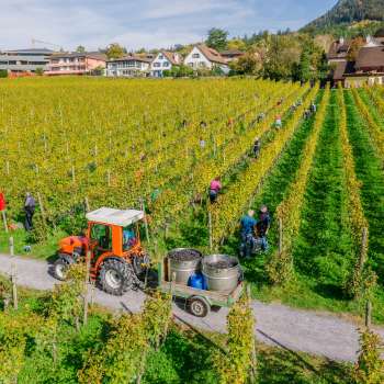Arbeiter bei der Weinlese in den Weinbergen der Hofkellerei Vaduz, mit Traktor und Erntebehältern.