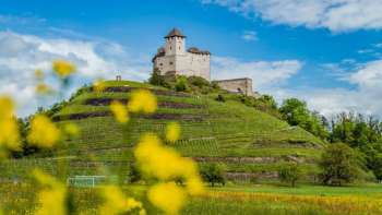 Burg Gutenberg thront über grünem Weinberg mit leuchtend gelben Blüten