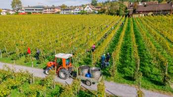 Arbeiter bei der Weinlese in den Weinbergen der Hofkellerei Vaduz, mit Traktor und Erntebehältern.
