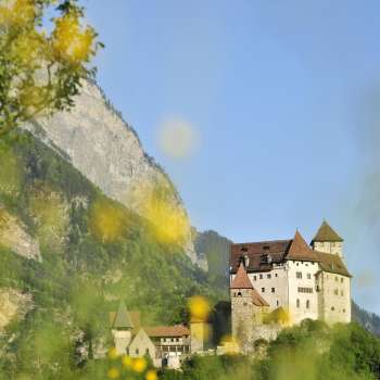 Burg Gutenberg mit gelb blühenden Büschen im Vordergrund.