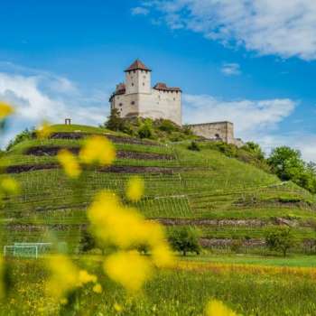 Burg Gutenberg thront über grünem Weinberg mit leuchtend gelben Blüten
