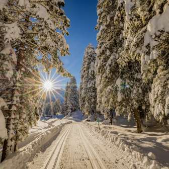 Verschneiter Winterwald und Langlaufloipen in Steg, Liechtenstein, mit strahlender Sonne am Himmel.