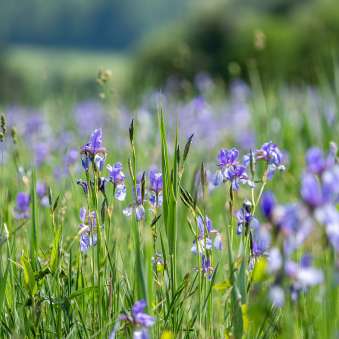 Nahaufnahme von violetten Schwertlilien in einer Wiese im Ruggeller Riet in Liechtenstein an einem sonnigen Sommertag.