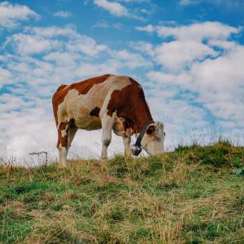 Braun-weiße Kuh steht auf einer grünen Weide unter blauem Himmel in Liechtenstein – Symbol für artgerechte Tierhaltung und Naturverbundenheit.