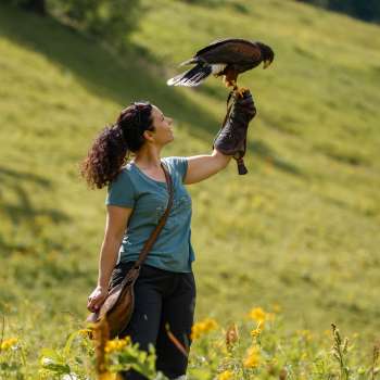 Harris-Hawk sitzt auf der Hand einer Frau