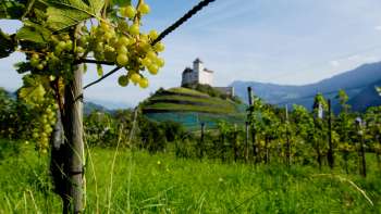 Weinreben mit reifen Trauben im Vordergrund, dahinter die imposante Burg Gutenberg in Balzers