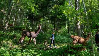 Ein Kind führt ein Lama auf einem Waldweg beim Lama- und Alpakatrekking durch das grüne Dickicht