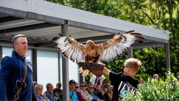 Ein Junge hält einen Greifvogel auf dem Arm, angeleitet von einem Falkner