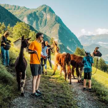 Geführte Lamawanderung auf einem Bergweg