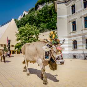 Blumengeschmückte Kuh bei der traditionellen Alpfahrt durchs Regierungsviertel in Vaduz, im Hintergrund das Landtagsgebäude Liechtenstein