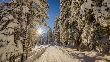 Winterliche Langlaufloipe durch verschneiten Wald bei Steg mit Sonne im Hintergrund