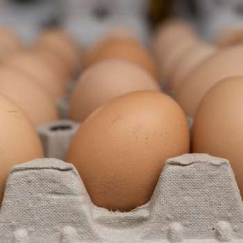 Frische Eier vom Neufeldhof in Liechtenstein – direkt vom Huhn ins Regal, regional und nachhaltig produziert.