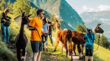 Geführte Lamawanderung auf einem Bergweg